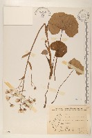 臺灣款冬藏品圖，第1張