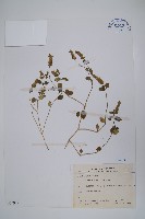 爵床藏品圖，第1張