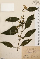 臺灣鱗球花藏品圖，第1張