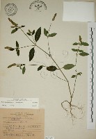 爵床藏品圖，第1張