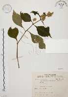 臺灣鱗球花藏品圖，第1張