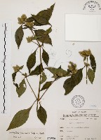 臺灣鱗球花藏品圖，第1張