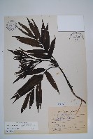冇骨消藏品圖，第1張