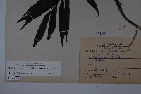 冇骨消藏品圖，第2張
