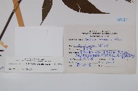 冇骨消藏品圖，第2張