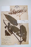 冇骨消藏品圖，第1張