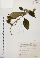 臺灣鱗球花藏品圖，第1張