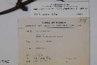 冇骨消藏品圖，第2張