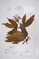 冇骨消藏品圖，第1張