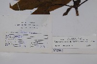 冇骨消藏品圖，第2張