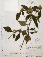 臺灣鱗球花藏品圖，第1張