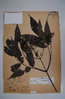 冇骨消藏品圖，第1張