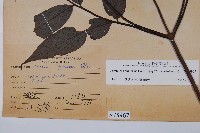 冇骨消藏品圖，第2張