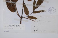 冇骨消藏品圖，第2張