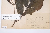 冇骨消藏品圖，第2張