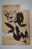 冇骨消藏品圖，第1張