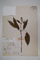 冇骨消藏品圖，第1張