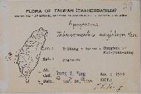 蘭嶼馬蹄花藏品圖，第2張