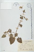 霍香薊藏品圖，第1張