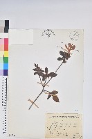 金毛杜鵑藏品圖，第1張