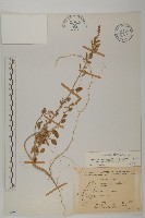 變葉藜藏品圖，第1張