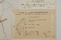 變葉藜藏品圖，第2張