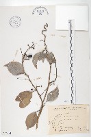 亨利氏伊立基藤藏品圖，第1張