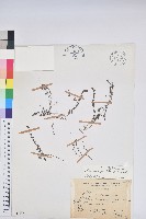 伏生大戟藏品圖，第1張