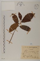 草珊瑚、紅果金粟蘭藏品圖，第1張