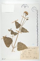 紫花霍香薊藏品圖，第1張