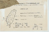 紫花霍香薊藏品圖，第2張