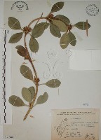 蘭嶼念珠藤藏品圖，第1張