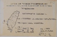 狗尾草藏品圖，第2張