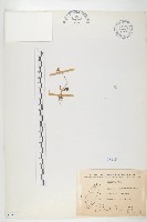 鵝鑾鼻燈籠草藏品圖，第1張