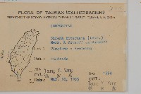 鬼針舅藏品圖，第2張