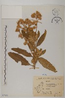 艾納香藏品圖，第1張