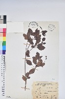著生杜鵑藏品圖，第1張