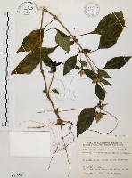 臺灣鱗球花藏品圖，第1張