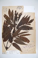 冇骨消藏品圖，第1張