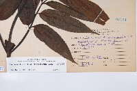 冇骨消藏品圖，第2張