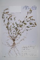 狹葉爵床藏品圖，第1張