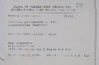 狹葉爵床藏品圖，第2張