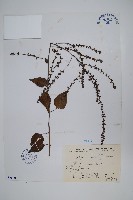 漿果莧、紐藤藏品圖，第1張