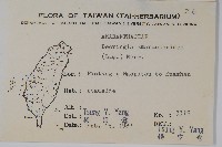 漿果莧、紐藤藏品圖，第2張