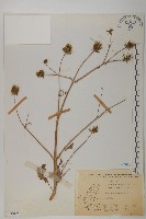 鬼針舅藏品圖，第1張