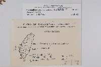 匙葉蓮子草藏品圖，第2張