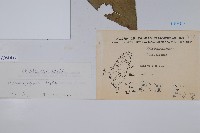 下花細辛藏品圖，第2張