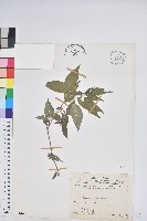 山靛藏品圖，第1張