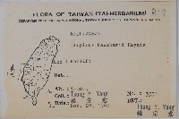 阿里山千金榆藏品圖，第2張