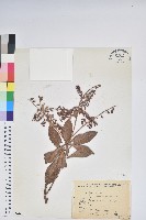 臺灣馬醉木藏品圖，第1張